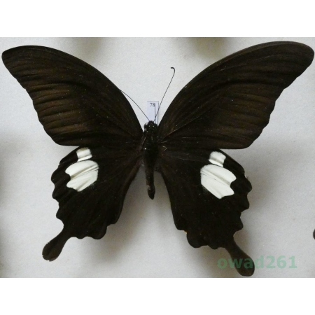 Papilio sataspes Felder & Felder, 1864 Indonesia, Sulawesi 119mm78